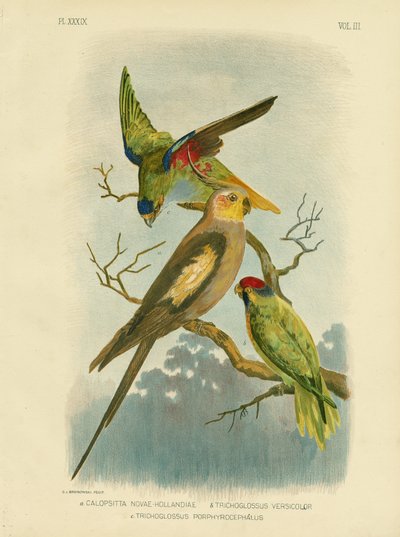 Cockatoo Parakeet Or Cockatiel, 1891 by Gracius Broinowski